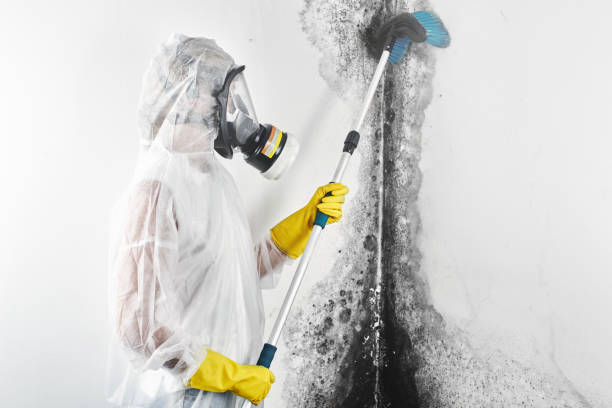 Best Mold removal after water damage  in Hattiesburg, MS